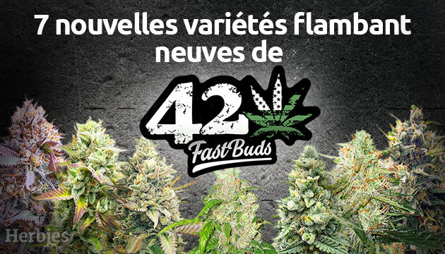 ces bourgeons sont vraiment rapides  présentation de 7 nouvelles variétés de fast buds