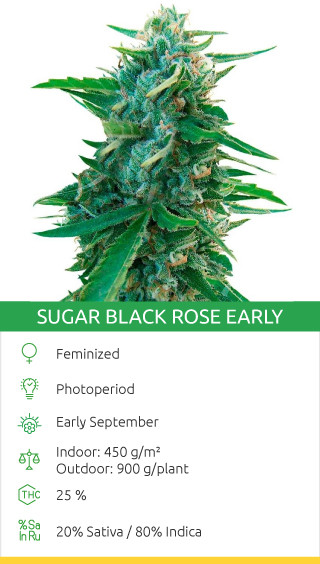 sugar black rose early version from delicious seeds