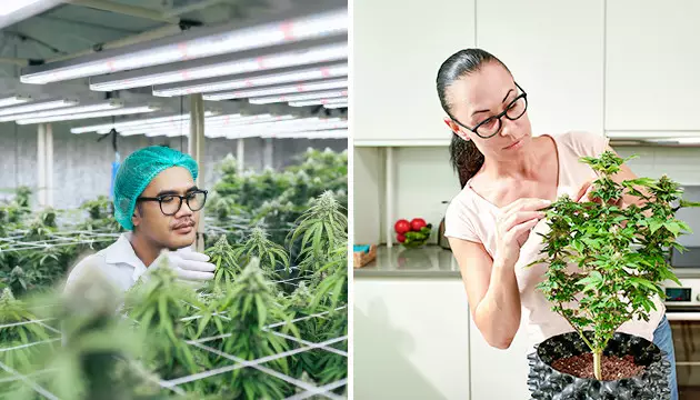 Habilidades crescentes bad weed