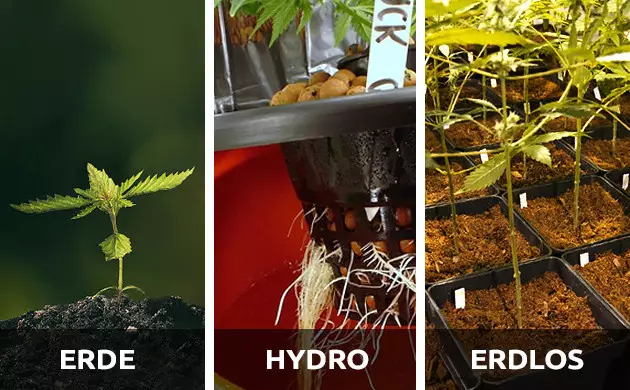 wie man Unkraut drinnen anbaut