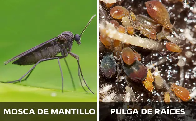 bichos en las raices