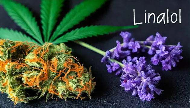Linalol – Délicat et floral