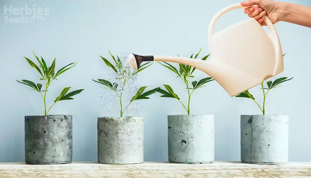 arrosage du cannabis