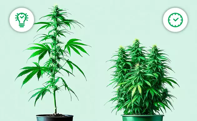 photoperiod vs autoflower