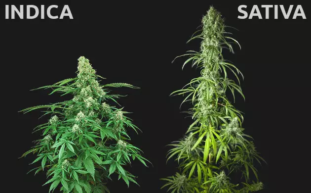 Sativa cannabis seeds