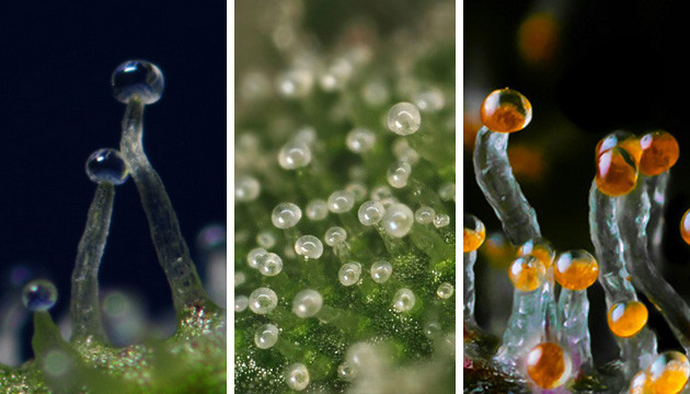 couleur des trichomes