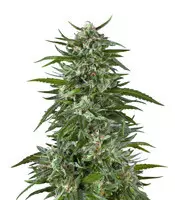 Blue Dream Feminized Seeds Blue Dream (Garden of Green)