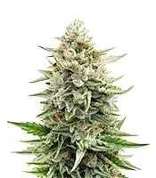 Bruce Banner #3 Auto (Growers Choice)