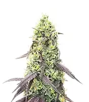 Jelly Donutz Autoflower feminized seeds for sale Jelly Donutz Autoflower (Humboldt Seed Company)