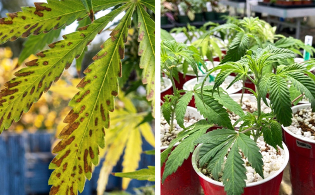Überfütterung Überbewässerung Was bedeutet Autoflowering?