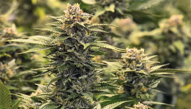 Growing Gorilla Glue gorilla glue strain