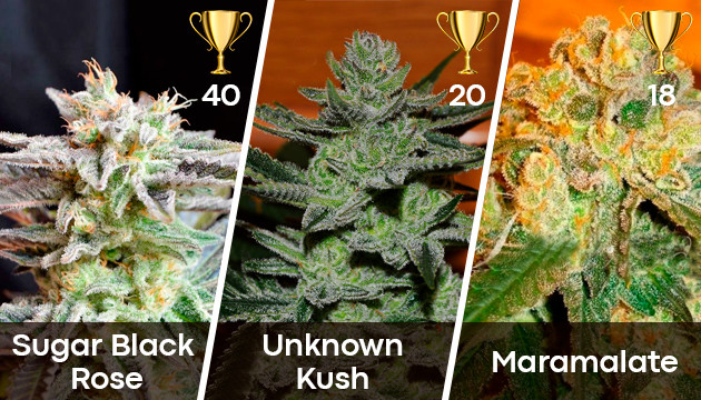 marijuana breeder delicious seeds