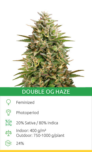 Pyramid Seeds Rocks: 10 American Cannabis Strains Are Released! - Herbies
