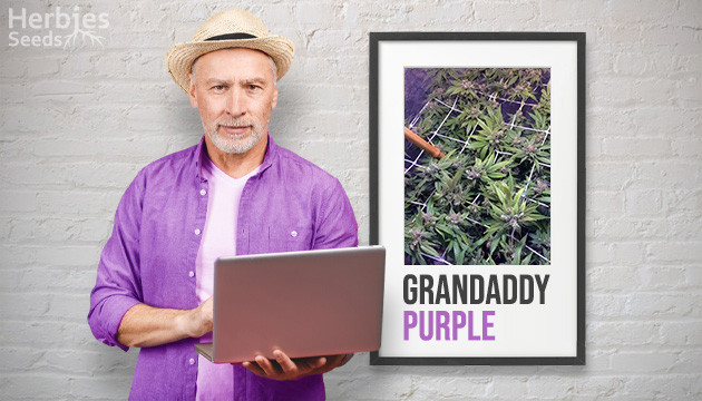Grandaddy Purple Grow
