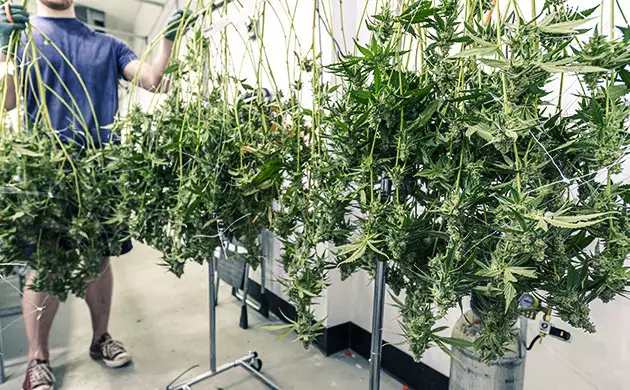 séchage du cannabis