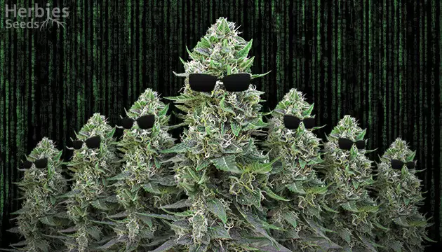 Como clonar plantas de cannabis