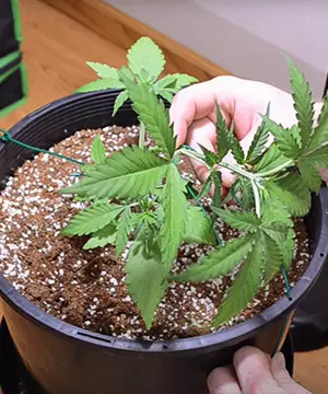 bending weed plants
