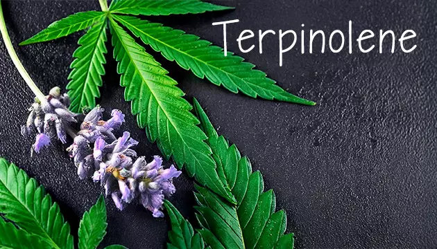 terpinolene-rich cannabis strains