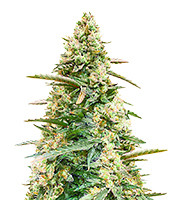 Sith OG feminized seeds for sale Sith OG (AlphaFem Seeds)