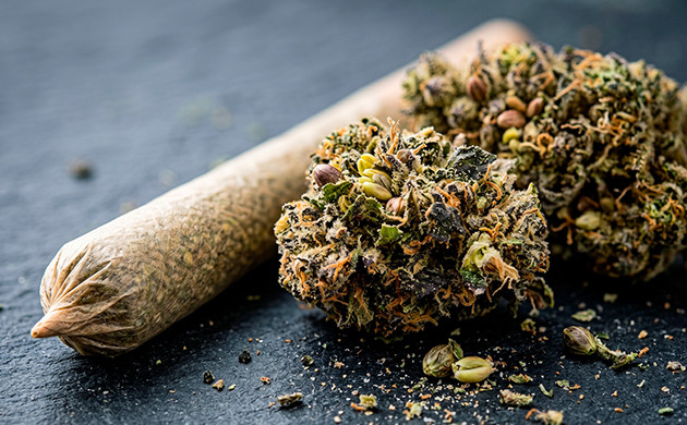 fumer du cannabis hermaphrodite