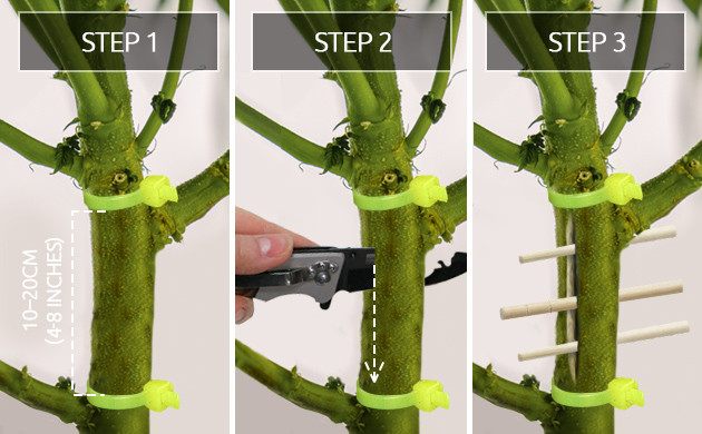 splitting stems