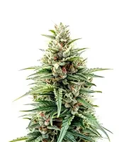 Stress Killer Automatic CBD (Royal Queen Seeds)