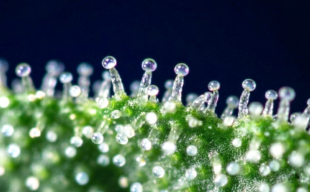 Weed with Trichomes frosty weed