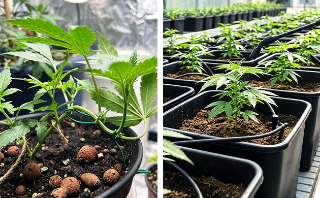 Técnicas de treinamento suaves autoflower grow guide