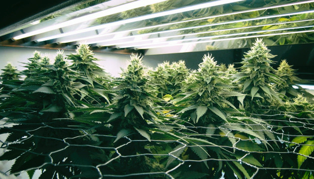 luz para cultivar marihuana