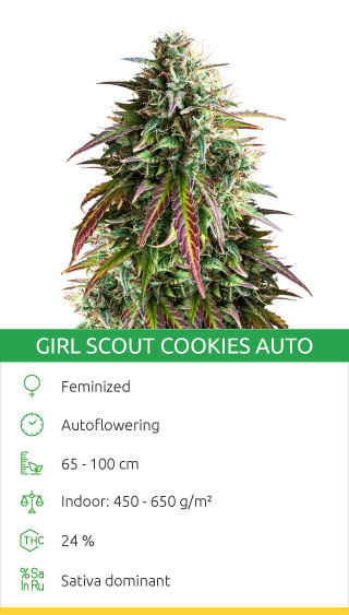 gsc auto variété de cannabis