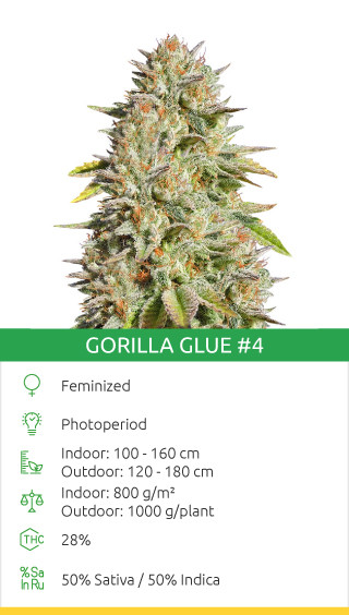 Gorilla Glue # 4