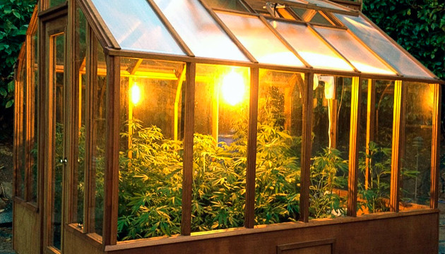 coltivare cannabis all'aperto
