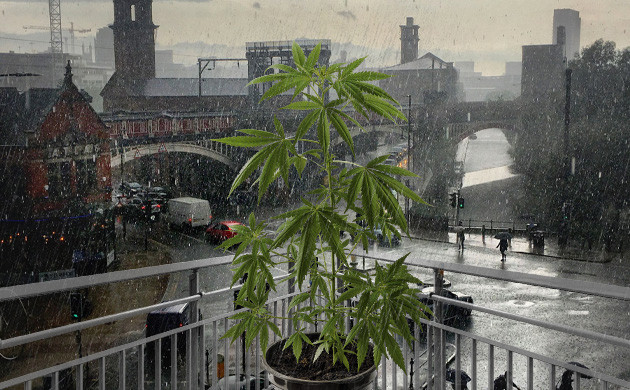 Growing Weed in Manchester