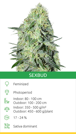 Acheter des graines de SexBud par Female Seeds