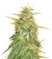 Z Gorilla (Original Sensible Seeds)