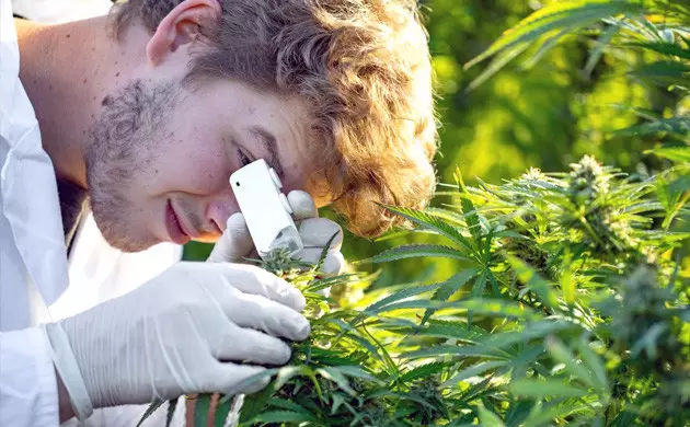 comment observer les trichomes sans microscope