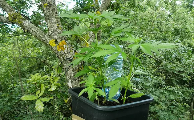 Trovare l'albero giusto How to hide your marijuana crop