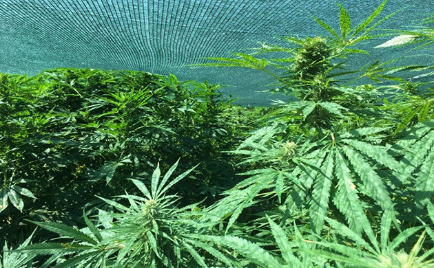 Camouflage Your Outdoor Grow: Do It Properly And Never Be Spotted ...