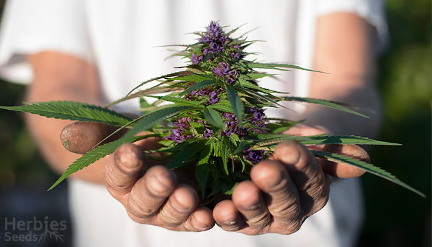 how to grow purple weed