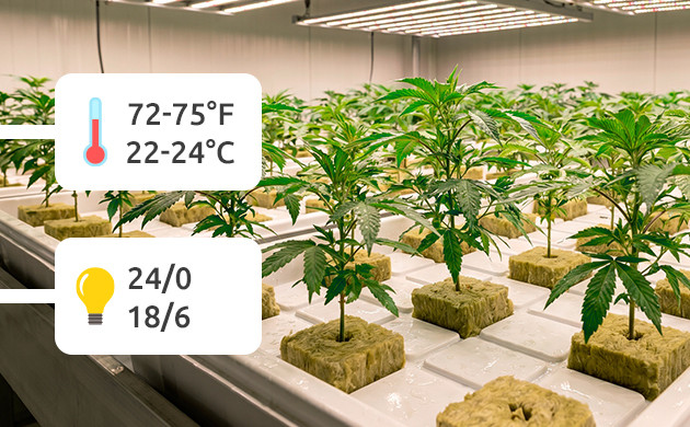 how to clone a cannabis plant