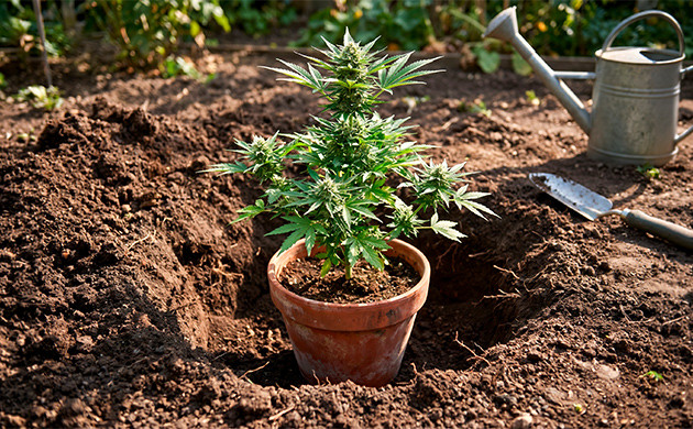 Preventing cannabis plant heat stress outdoor heat stress during flowering