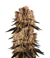 Purple Punch feminized seeds for sale by Barney's Farm Purple Punch (Barney's Farm)