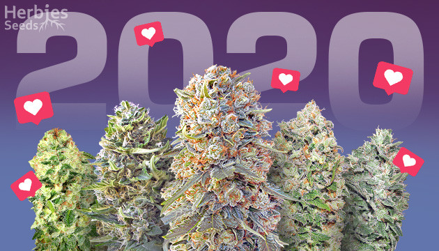 the top 10 most popular weed strains of 2020