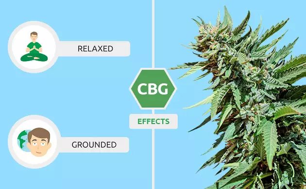 Cannabinoids 101