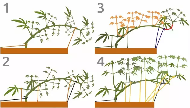 Plant bending techniques