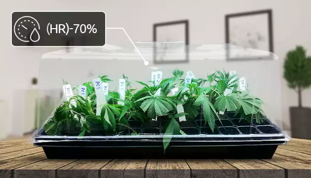 combien d'eau de cannabis