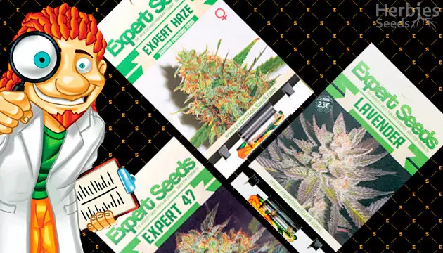 Expert Seeds fem seeds
