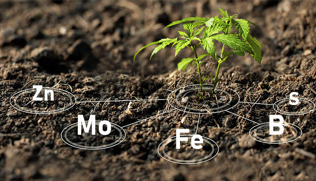 mejores nutrientes para la marihuana