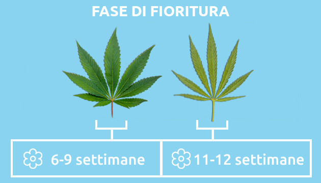 sativa vs indica – fase di fioritura