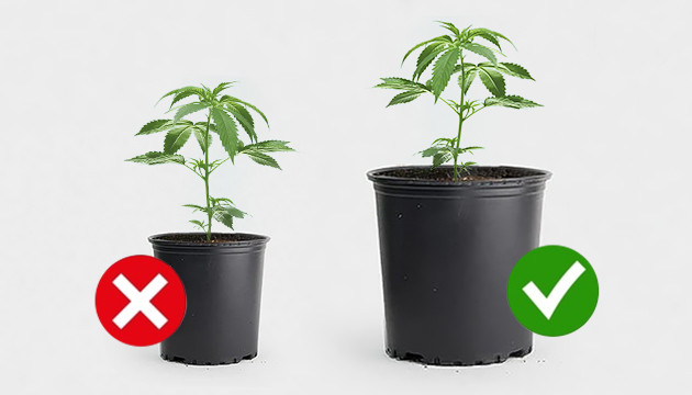 wie man Autoflower wachsen lässt